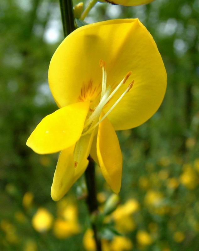 سیتیسوس , Cytisus